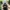 Gojo Crouched 15cm action figure